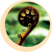 Koru